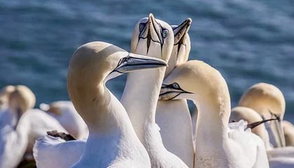 开云下载-NBA-杜兰特40分谢泼德高效 火箭战胜魔术