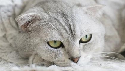 开云下载-理性追星！奥纳纳推开想与他合影的球迷，但被另一人丢水瓶