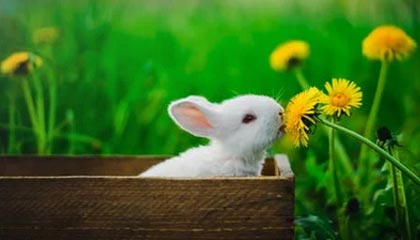 开云体育官网-揭幕战：济南vs淄博！2025齐鲁超赛即将开幕